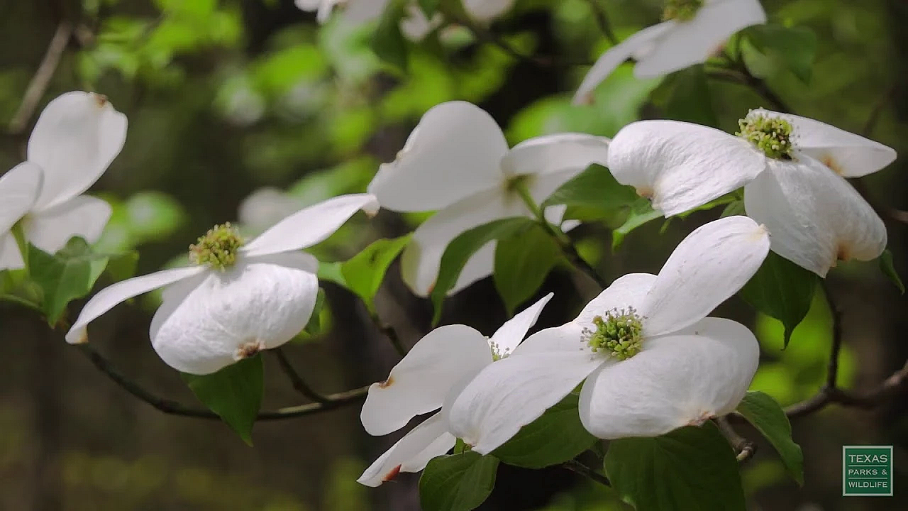 Beneath The Dogwoods - Postcard From Texas
