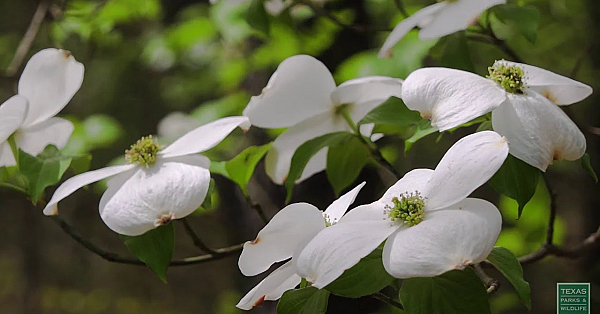 Beneath The Dogwoods - Postcard From Texas
