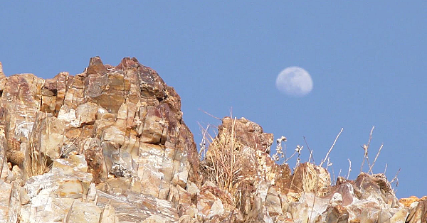 Pbs Show- Saving Sharks, Indian Springs &amp; Parks On The Air