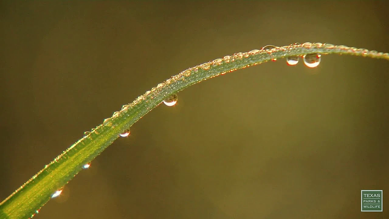 The Kirchoffs' Prairie - Postcard From Texas