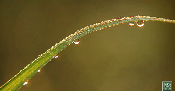 The Kirchoffs' Prairie - Postcard From Texas