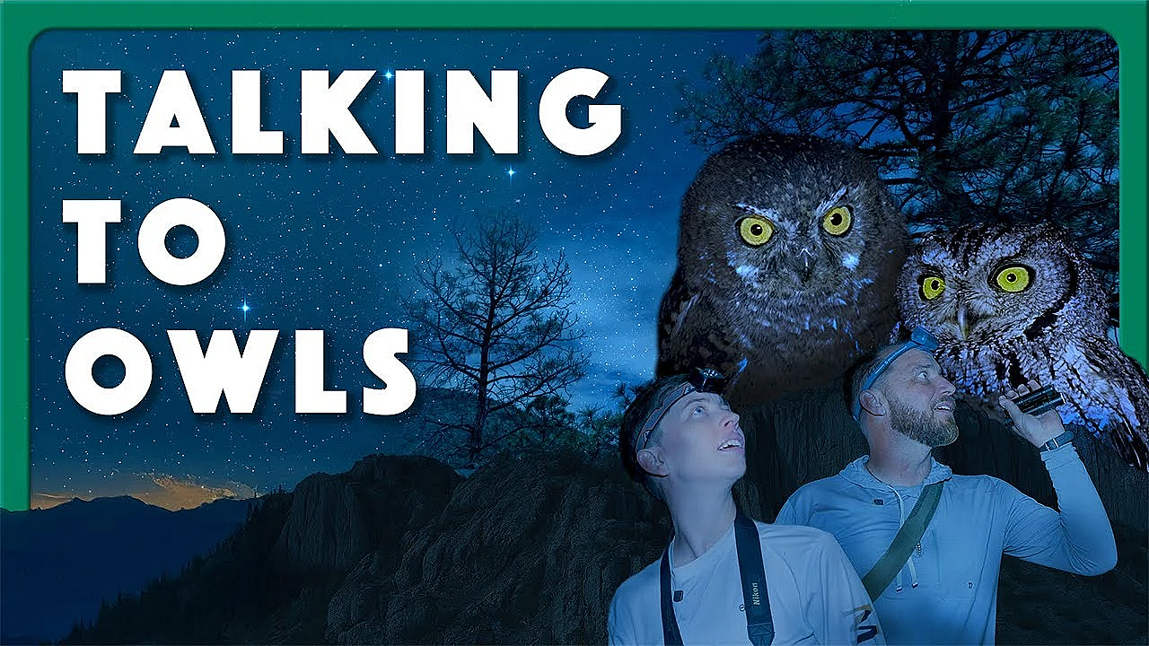 Talking To Owls