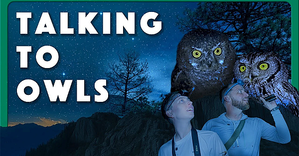 Talking To Owls