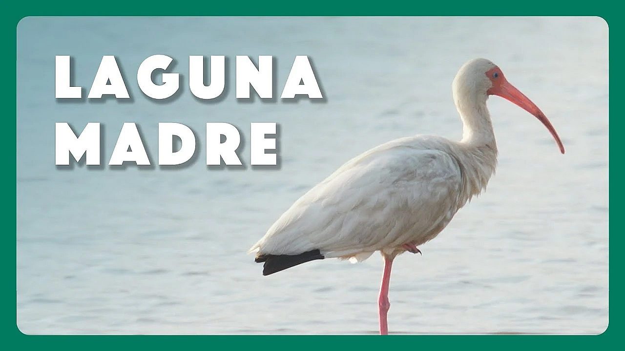Birds Of Laguna Madre