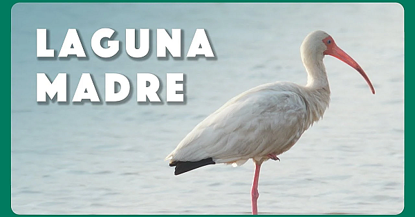 Birds Of Laguna Madre