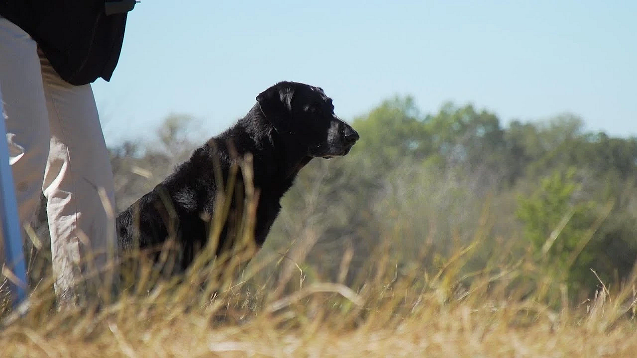Pbs Show- Retriever On Trial, Longhorn Cavern &amp; Neighborhood Fishing