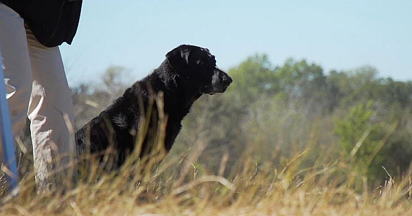 Pbs Show- Retriever On Trial, Longhorn Cavern &amp; Neighborhood Fishing