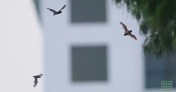 Congress Avenue Bats | Postcard From Texas