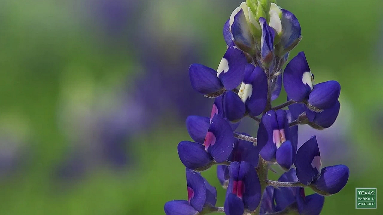 Postcard From Texas: The First Flowers Of Spring!