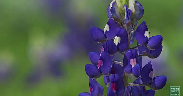 Postcard From Texas: The First Flowers Of Spring!