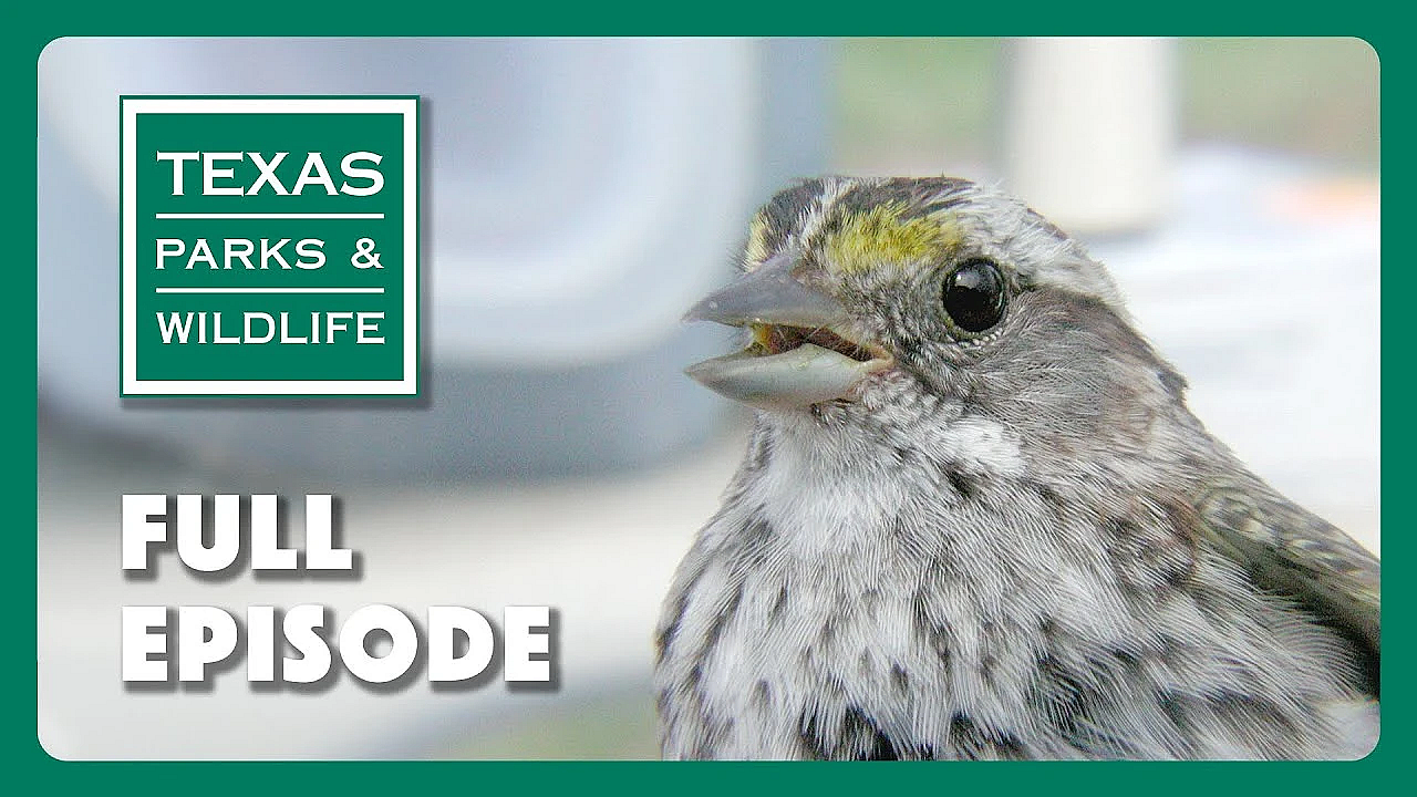 Pbs Show - Lights Out For Birds &amp; More