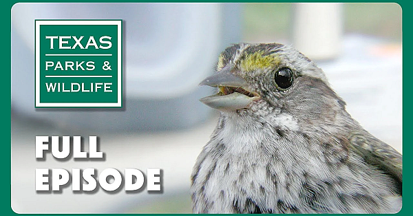 Pbs Show - Lights Out For Birds &amp; More