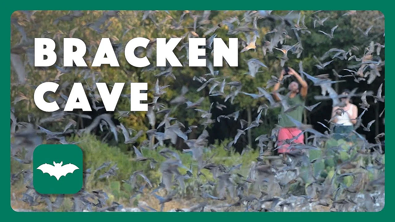 Bracken Bat Cave - Postcard From Texas