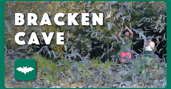 Bracken Bat Cave - Postcard From Texas