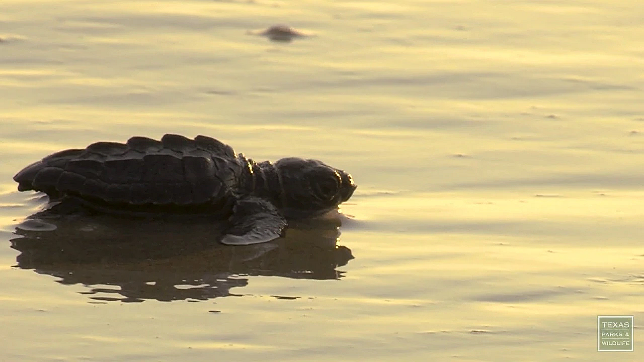 Postcard From Texas: Kemp's Ridley Release