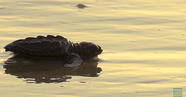 Postcard From Texas: Kemp's Ridley Release