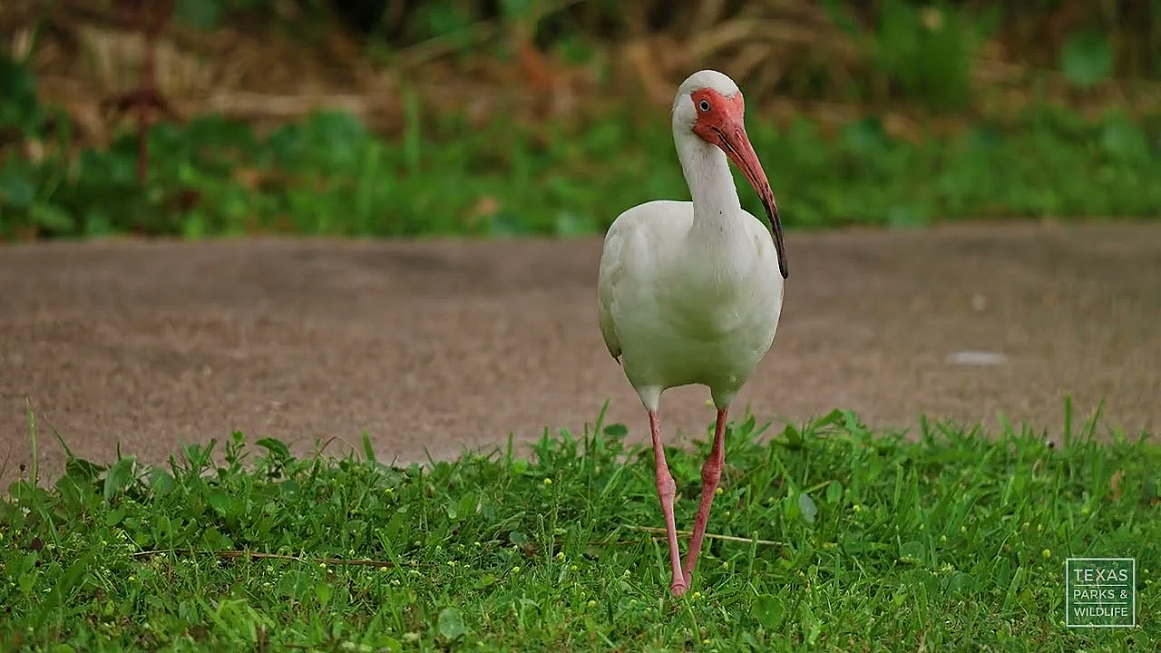 Southeast Texas Birds | Postcard From Texas