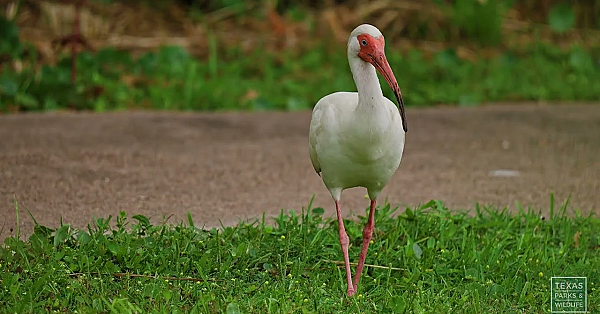 Southeast Texas Birds | Postcard From Texas