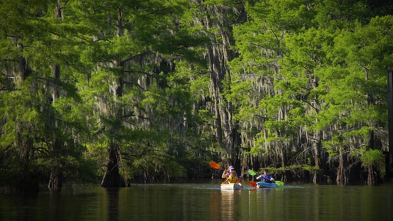 Pbs Show - Famous Park Trees, Caddo Lake &amp; Collegiate Camper
