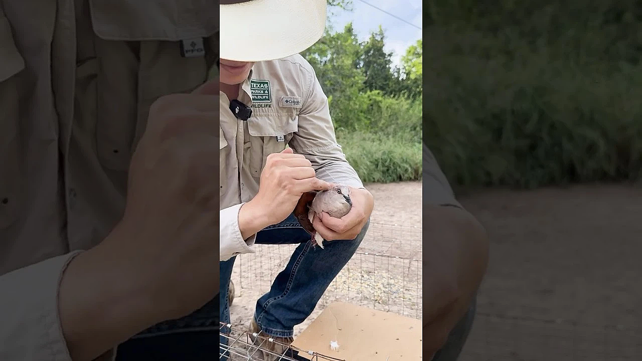 Dove Banding  #doves