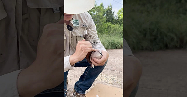 Dove Banding  #doves