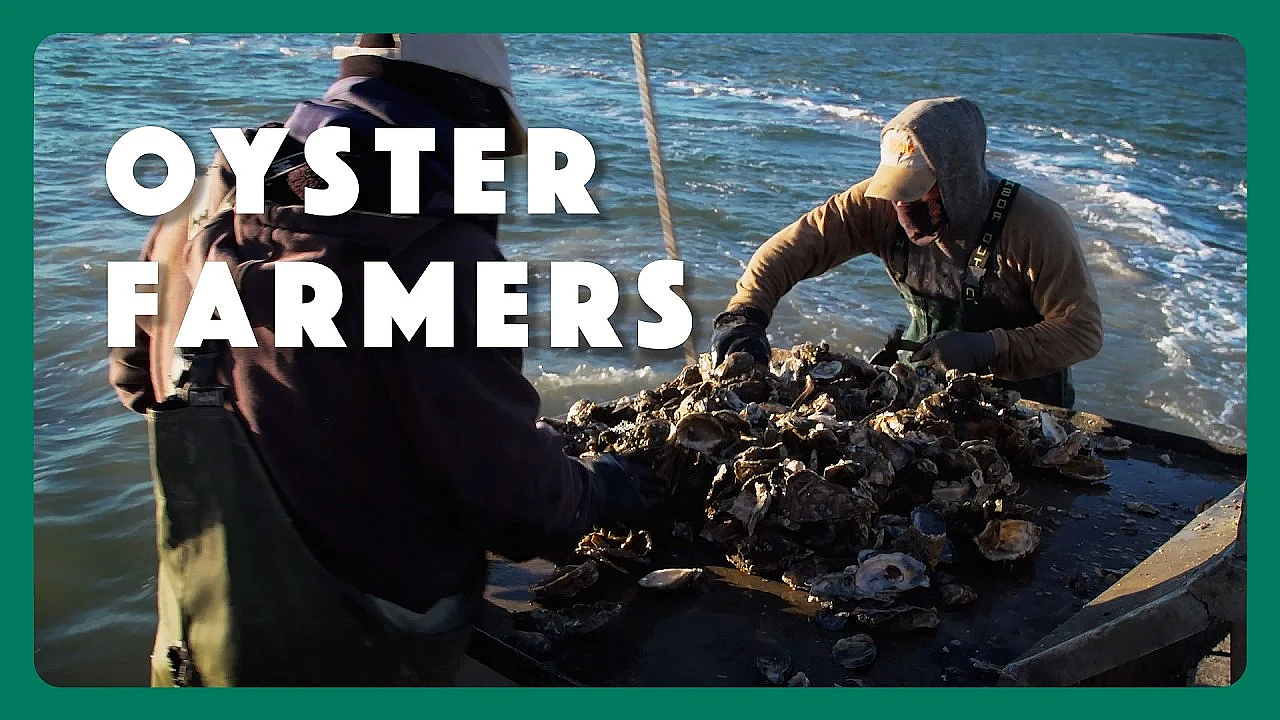 Oyster Farmers