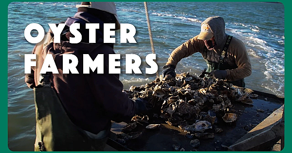 Oyster Farmers