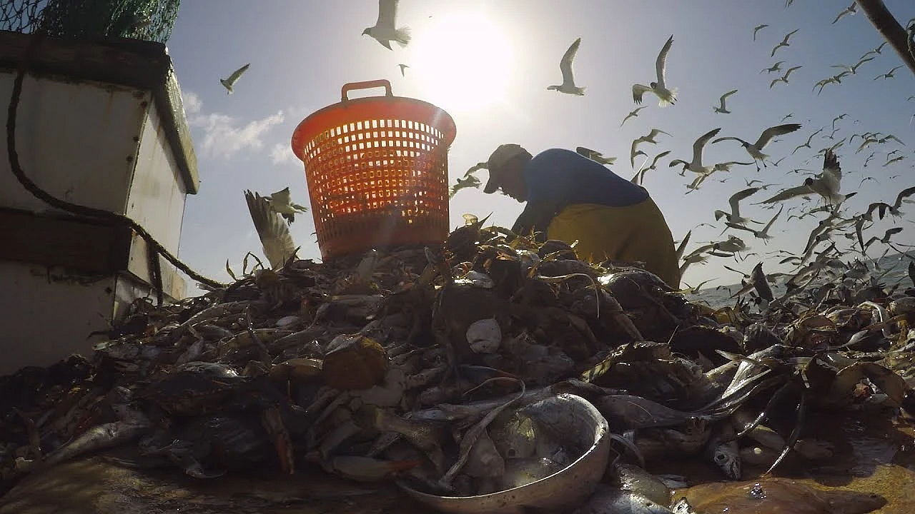 Pbs Show - Shrimping Life, Brazos Bend, Capturing Spirits, Big-eared Bats - #3002
