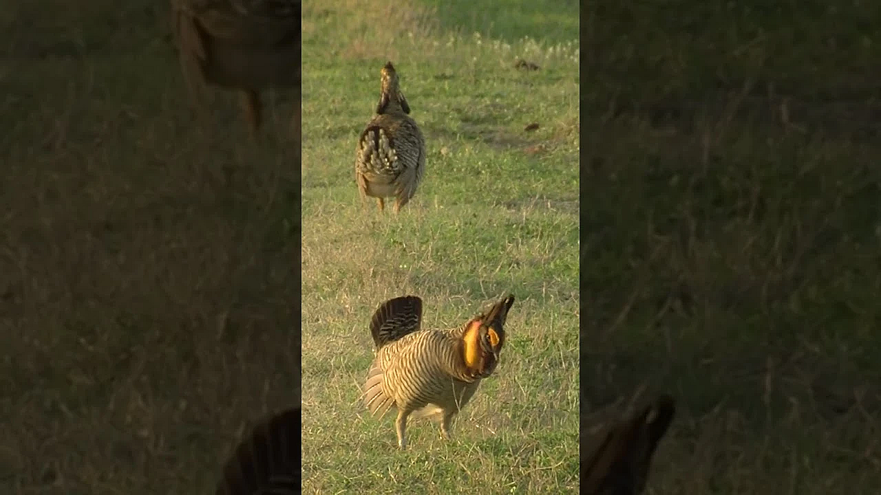 Attwater's Prairie Chicken