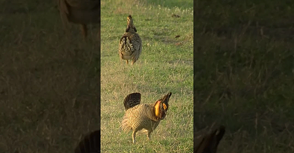 Attwater's Prairie Chicken