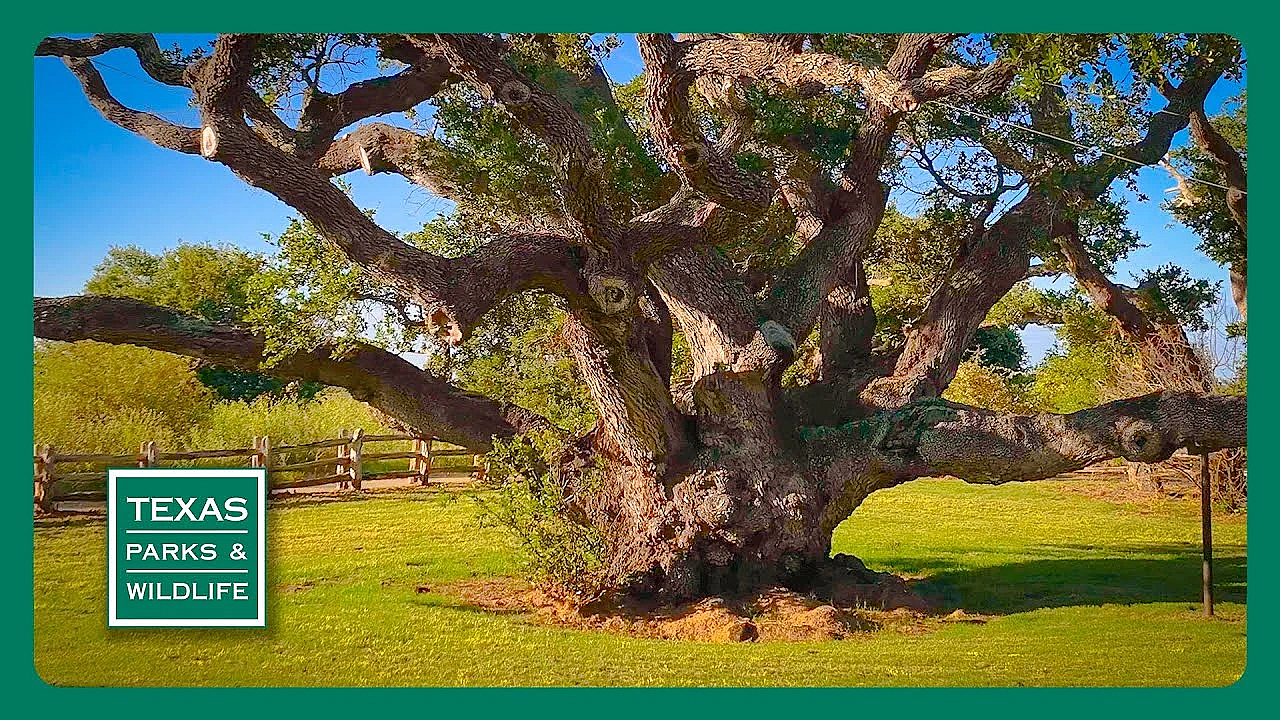 Pbs Trailer - Famous Trees, Paddling San Antonio &amp; Fishing Facilitator