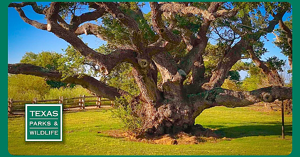 Pbs Trailer - Famous Trees, Paddling San Antonio &amp; Fishing Facilitator