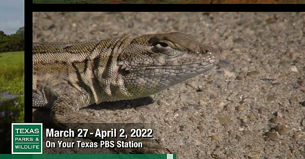 Pbs Preview - Operation Snap, Cave People &amp; Desert Dunes