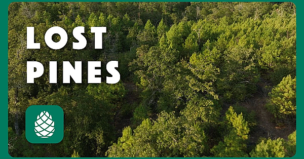 The Lost Pines - Postcard From Texas