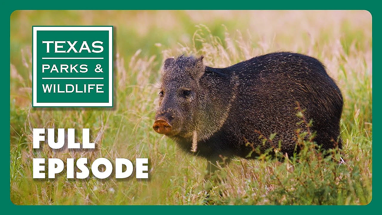 Pbs Show - Javelina Homeland &amp; More