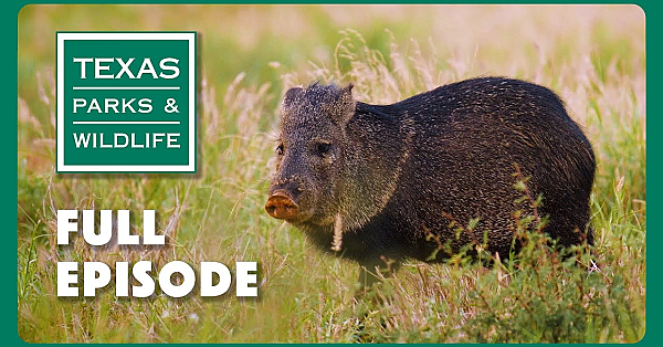 Pbs Show - Javelina Homeland &amp; More