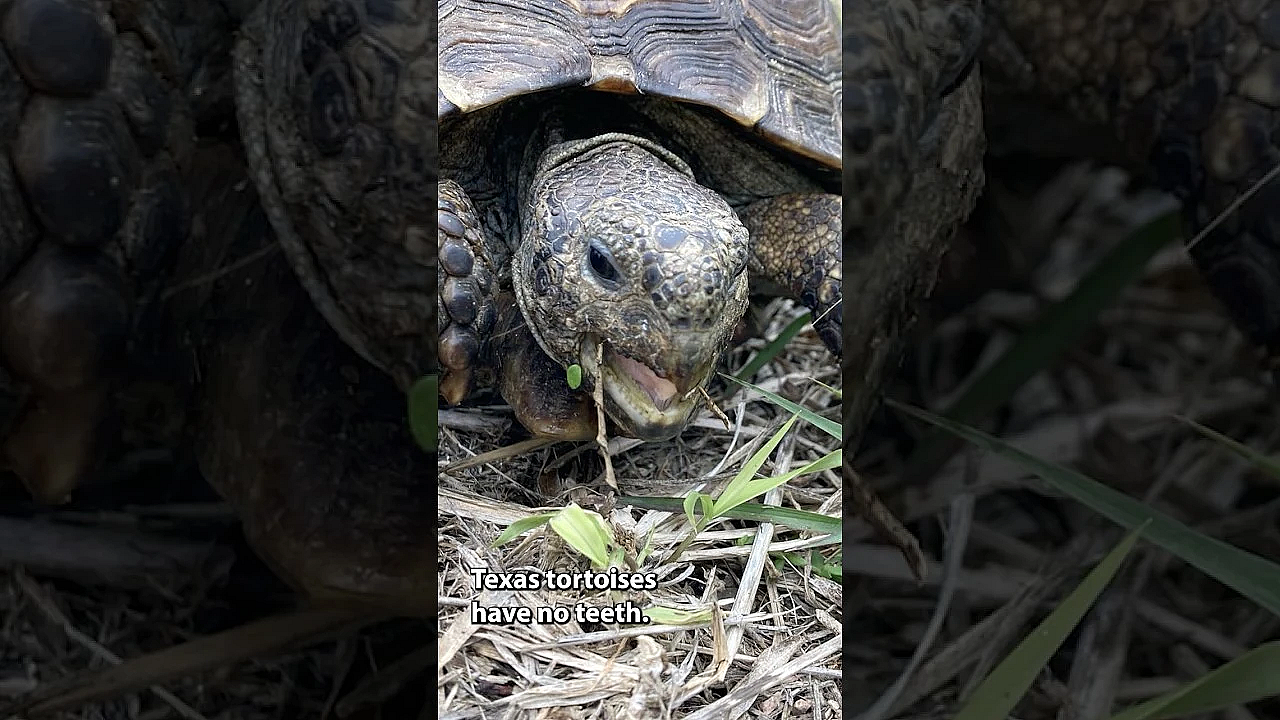 Texas Tortoise Day! #tortoise