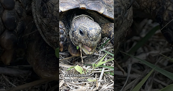 Texas Tortoise Day! #tortoise