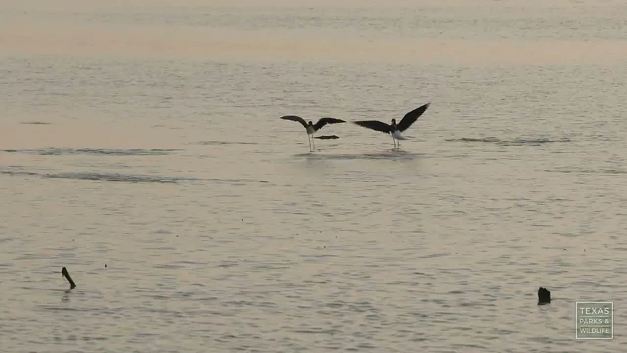 Morning on Oso Bay | Postcard From Texas
