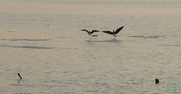 Morning on Oso Bay | Postcard From Texas