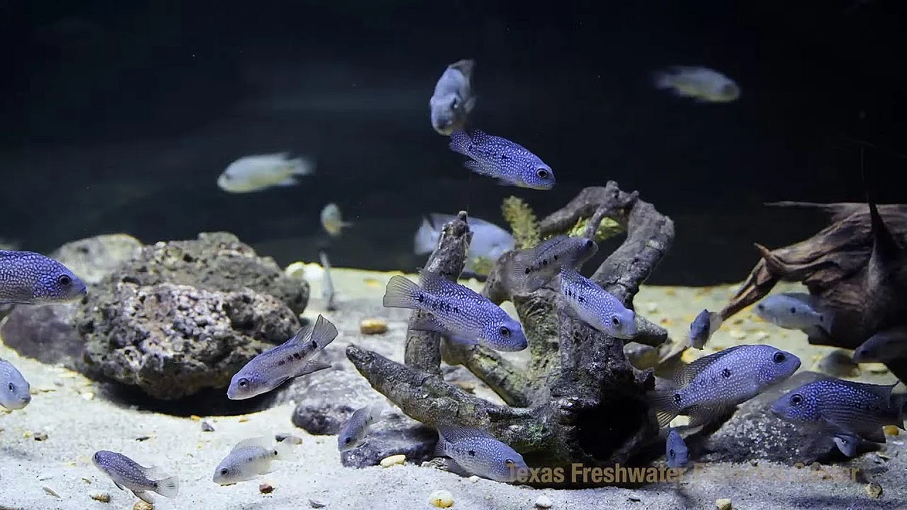 Texas Parks And Wildlife Live Lofi Chill Relaxing Aquarium For Sleep Or Study