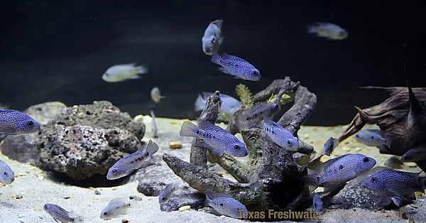 Texas Parks And Wildlife Live Lofi Chill Relaxing Aquarium For Sleep Or Study