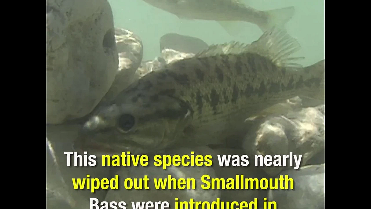 Guadalupe Bass Success - Texas Parks And Wildlife