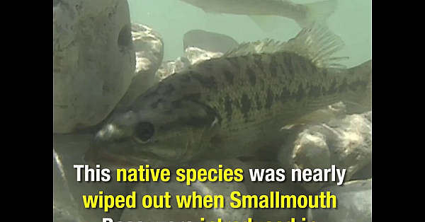 Guadalupe Bass Success - Texas Parks And Wildlife