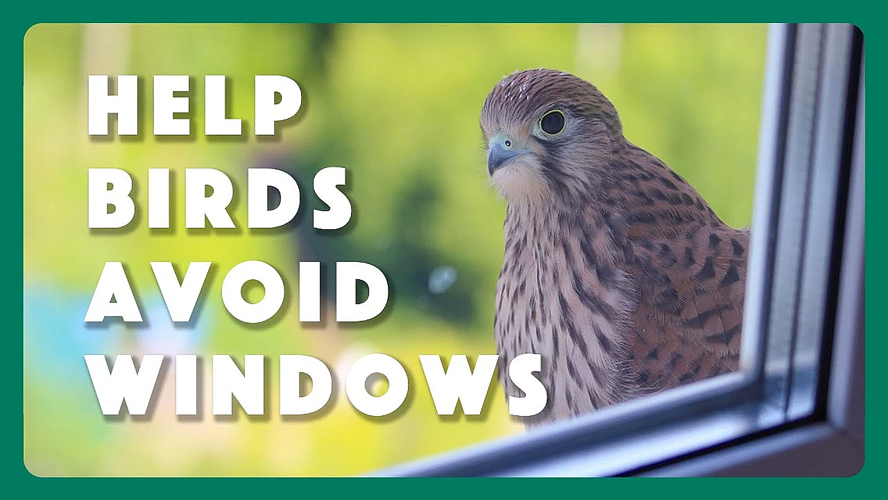 How To Help Birds Avoid Windows