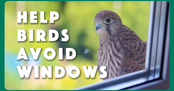 How To Help Birds Avoid Windows