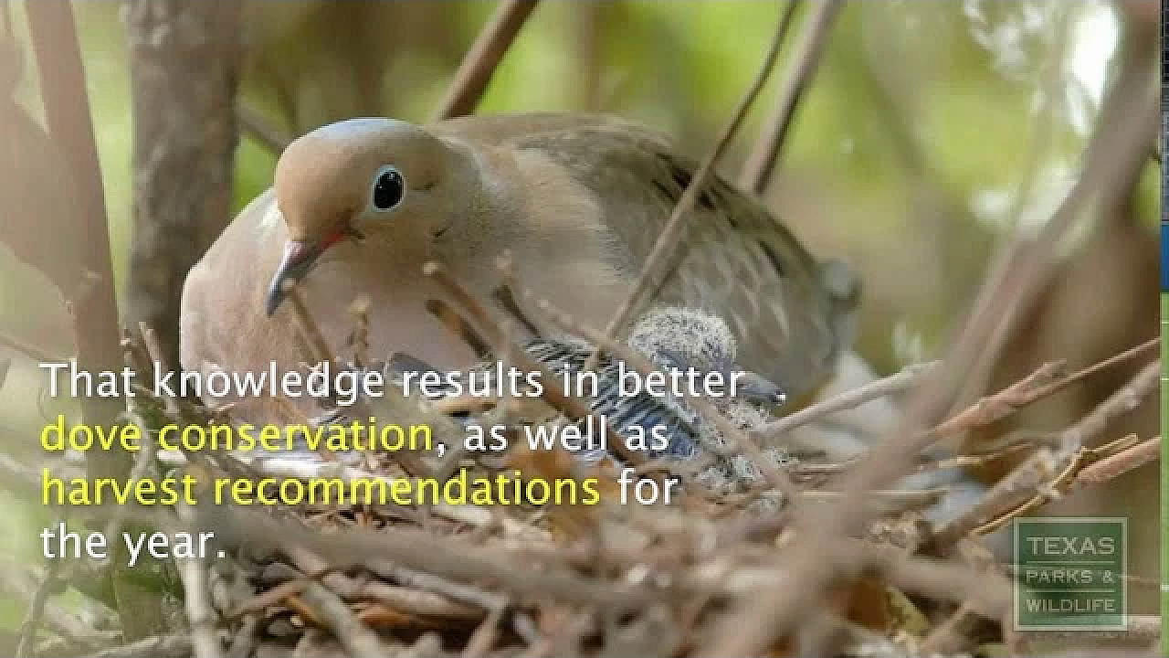 Banding Doves In Texas - Tips From A Wildlife Biologist