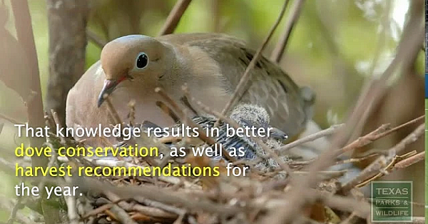 Banding Doves In Texas - Tips From A Wildlife Biologist