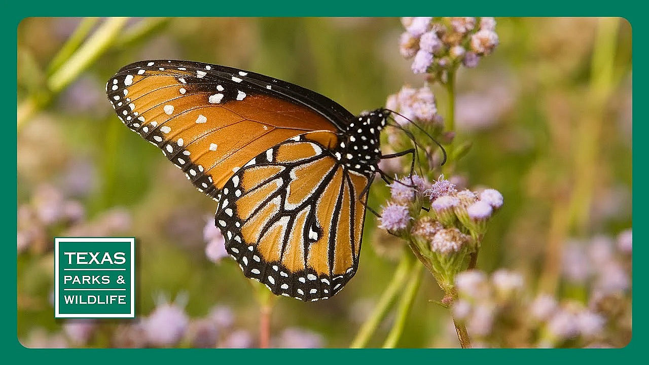 Pbs Preview- Crane Science, Cleburne State Park &amp; Butterfly Boosters