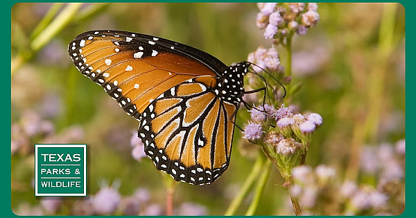 Pbs Preview- Crane Science, Cleburne State Park &amp; Butterfly Boosters